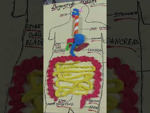 🧠 A Simple Digestive System Model Every Student Should See!/how to make a 2D digestive system model