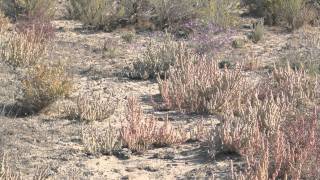 Plant Winter Adaptations