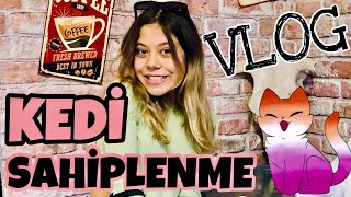 Kedi̇ Sahi̇plenme Vlog. Yeni Kedim British Long Hair Blue Point. Tuana Zeybek