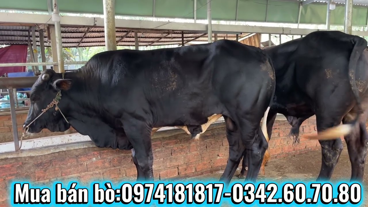 Tiếp tục bò vỗ béo!3b lỡ lớn mới về và một số bò còn lại