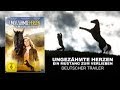 Ungez Hmte Herzen Ein Mustang Zum Verlieben Deutscher Ksm