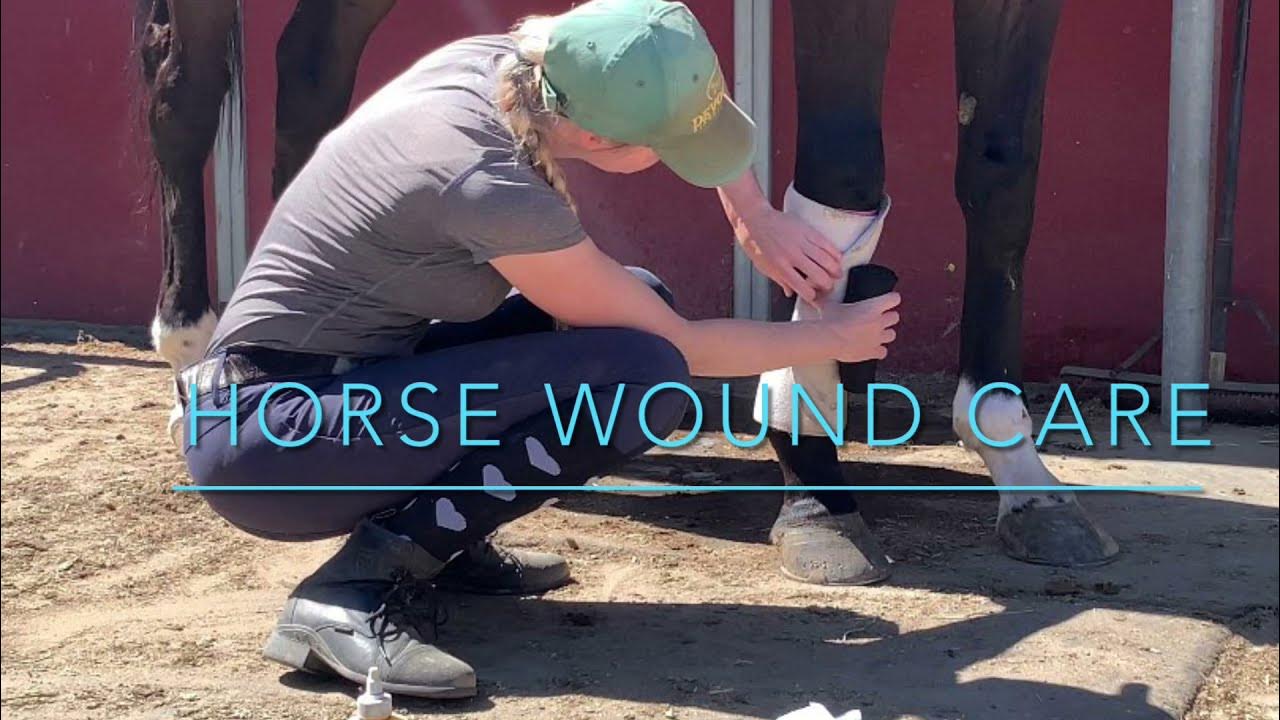 Horse Wound Care YouTube