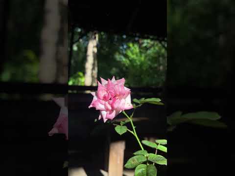 Rose at tropical weather #rose #rosé #tropical #indonesia #subscribe