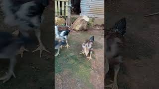 Anakan Ayam Bangkok Umur 1 Bulan Lebih Seminggu ayamjago