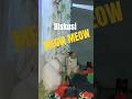 Kira-kira apa yang mereka diskusikan? #catstory #catlovers #anabul #kucingberantem