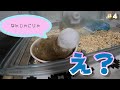 ハムスターに100円で寝床作ったらショックなことが起きた【100均で作るハムスターの家】