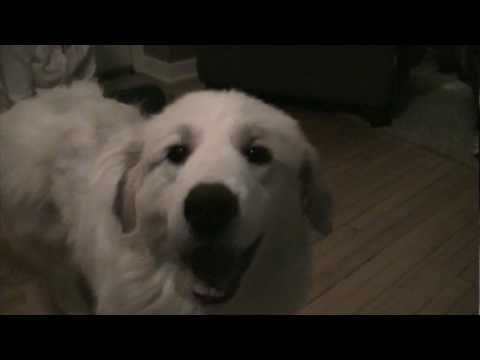 video phone beyonce mp3 Denali the Great Pyrenees in his new forever home