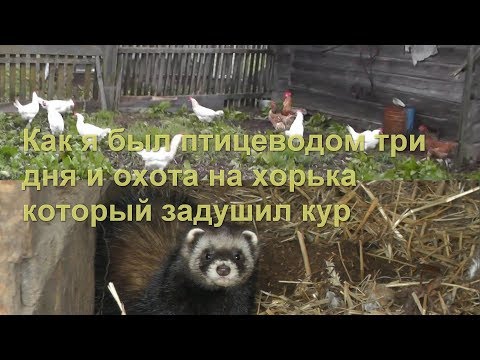 Как я был птицеводом три дня и охота на хорька который задушил кур