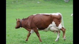 Le mucche dell'Alto Adige!!!!