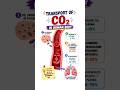 CO₂ Transport Explained: Bicarbonate, Hemoglobin &amp; Plasma #NEET #Biology #Shorts