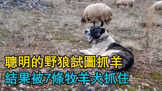 聰明的野狼試圖抓羊，與牧羊犬和無人機鬥智鬥勇，結果被7條牧羊犬抓住