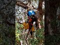 QAA&#39;s Aerial Rescue 🌳🚁  #AerialRescue #Arboriculture #TreeClimbing #QueenslandArborists