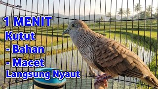 Download lagu Perkutut Lokal Gacor Suara Super Kristal - Pancingan Malas Bunyi (99%AMPUH BANGET)