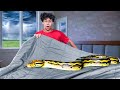 A Snake Tried to Attack My Family!