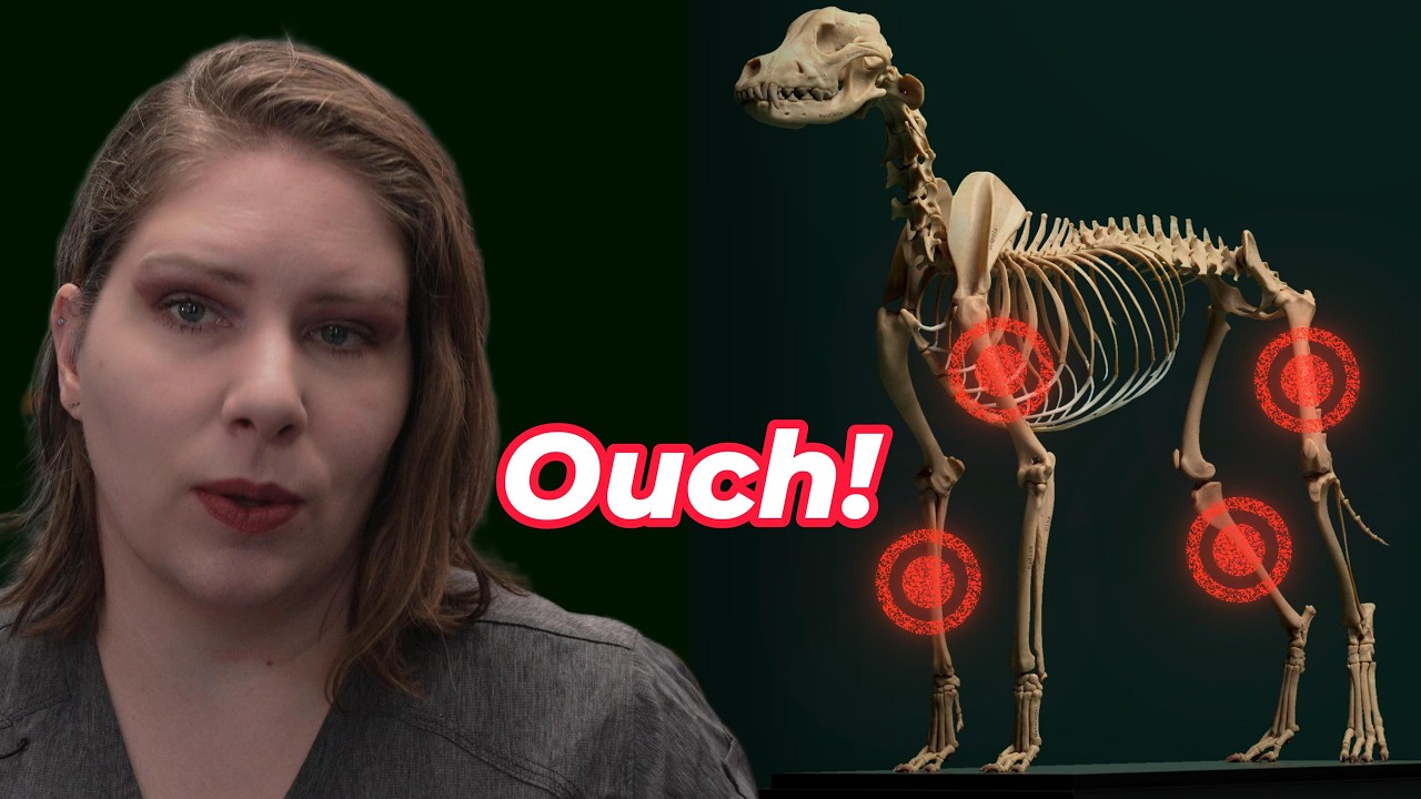 Why Is My Puppy Limping? Panosteitis 101