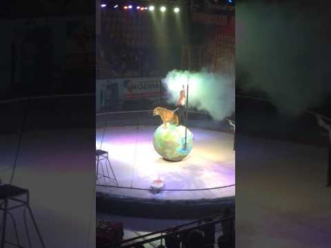 Video: Mstislav Zapashny. Russian circus artist-tamer. Talambuhay