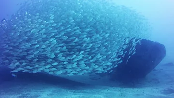 Scuba Diving in Mogan, Gran Canaria