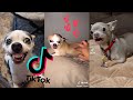 Super Crazy, Bitchy and Cute Chihuahuas [TikTok Compilation] ~ Dogs of TikTok 2021 🐕