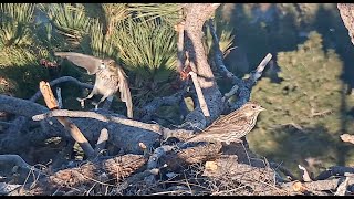 May 12, 2024 Four avian species visit J & S's in their absence; Jackie spends time in Twin Pines