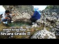 Kerang Ini Menempel Dibatu & Cuma Bisa Dipanen Ketika Air Laut Sedang Surut