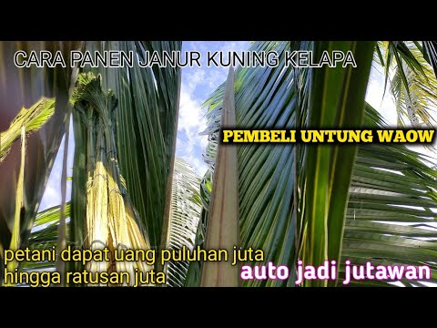  CARA  PANEN JANUR  KUNING  KELAPA BUAT  KETUPAT HASIL WAOW 