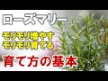 ローズマリーの育て方 無農薬で育てよう！キッチンで育てると枯れるよ！