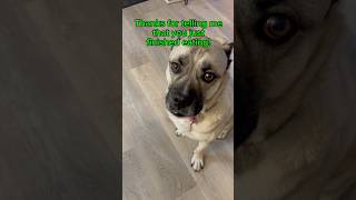 Falcor tells Human he finished eating!🐶😋#talkingdog #dog #dogs #funny #shortvideo #shorts #short