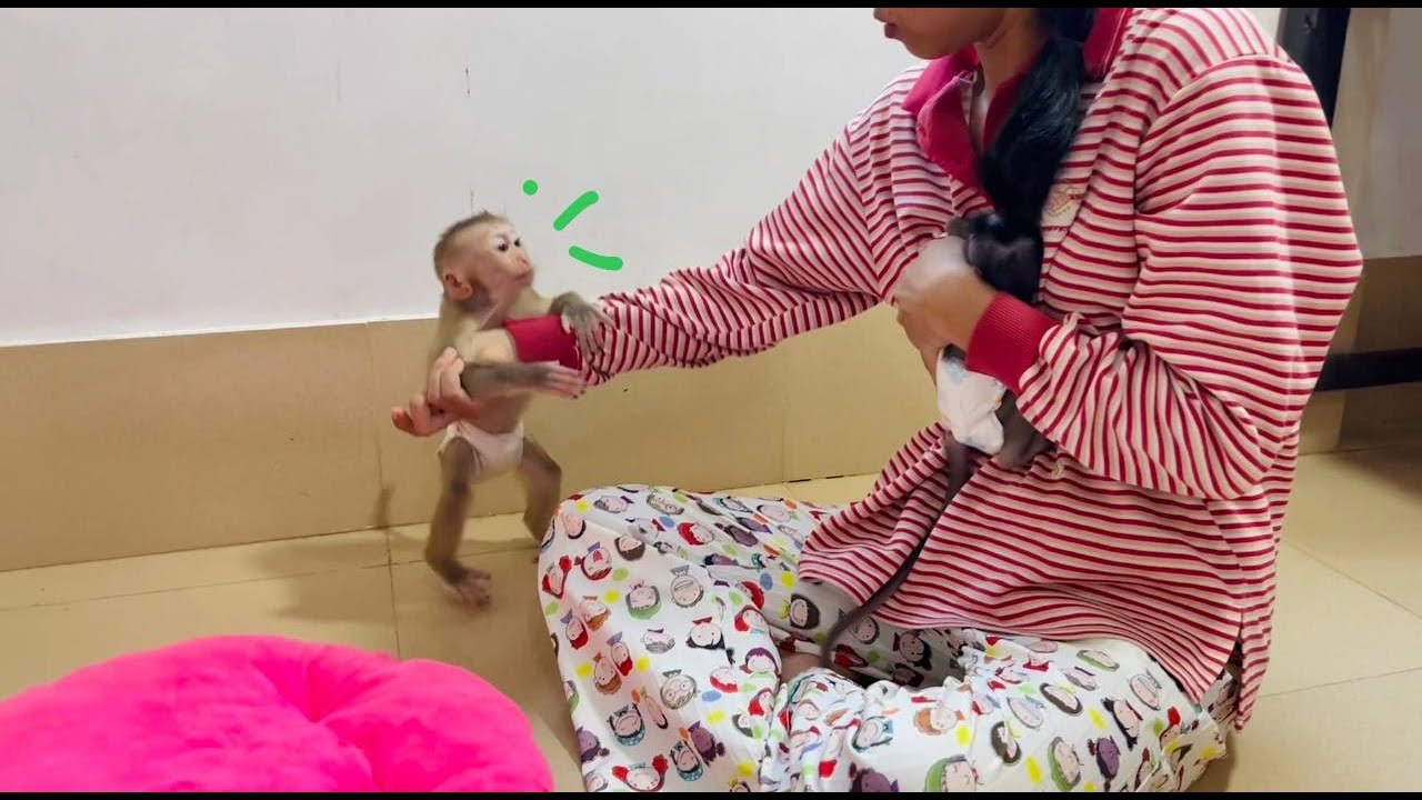 Day by day Jasmine is jeal0us with smallest koi & hrt her