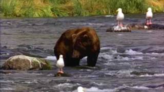 Bear.wmv