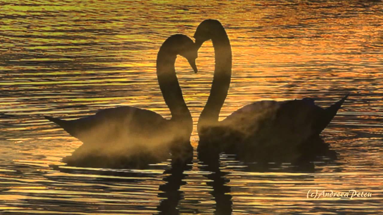 GIOVANNI MARRADI - It' s Always Been You( Album Romantico) - YouTube