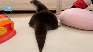 カワウソぼぶりんの【新技】アゴ乗せ！！　Otter Bob, he puts his chin on mom's hands