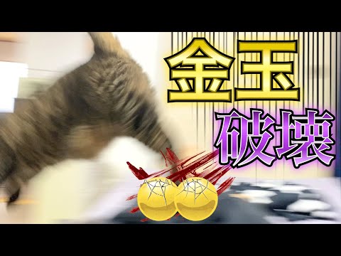 逃げるネコ I was sleeping and my testicles were destroyed by a powerful