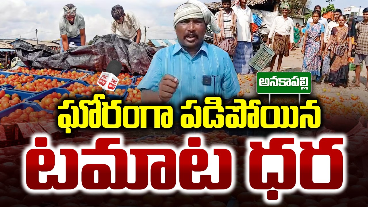 ఘోరంగా పడిపోయిన టమాట ధర | Tomato Market Hits Record Low Prices | Farmers Struggle | Anakapalli | VBC