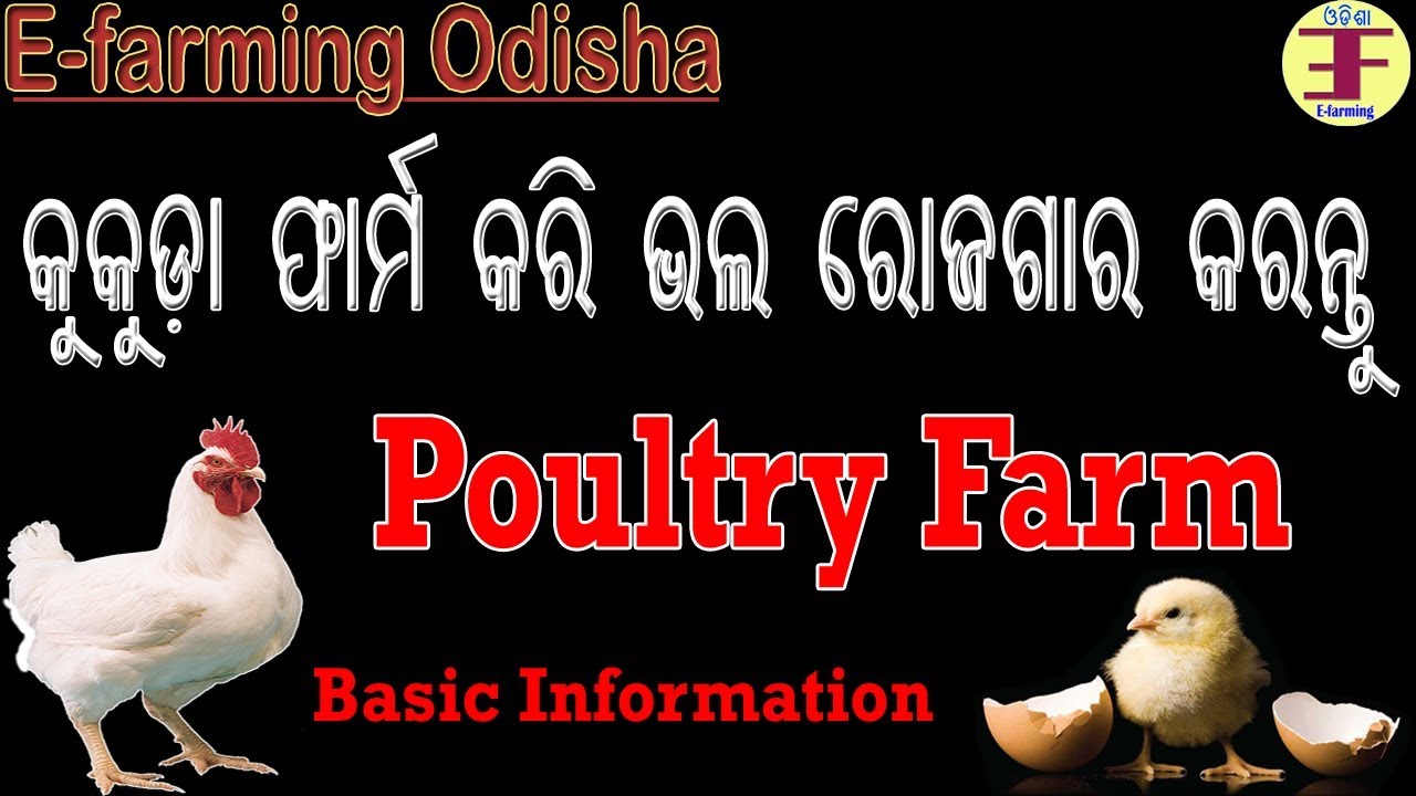Start Poultry Farming In Odisha କୁକୁଡ଼ା ଚାଷ । YouTube