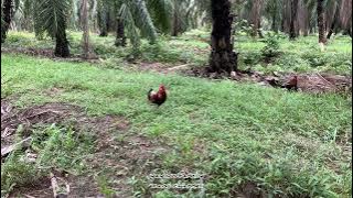 Pikat Ayam Hutan Si Oscar kil 22 , laman tanda kucing hitam bukit beruntung.