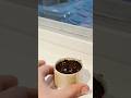 Printing Timeplast’s Seed Pod Project on Glowing Plant Vitamin Filament #3dprinting #timeplast