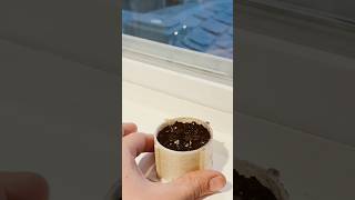 Printing Timeplast’s Seed Pod Project on Glowing Plant Vitamin Filament #3dprinting #timeplast