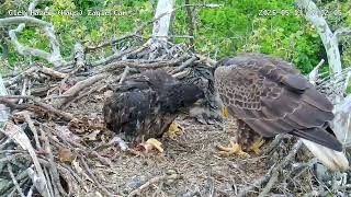 Glen Hazel (Hays) Eagles-GH3 mini mantel/defense posture as HM2 brings a fish!😎05-13-2026