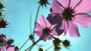 NVEExport.0001.mp4