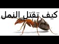 نمل Ant  وافضل وصفات قضاء علية حلقة 209