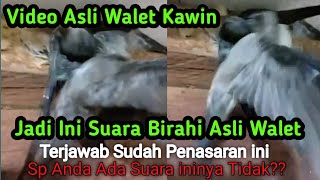 Video Asli Walet Kawin Beserta Suara Walet Asli Birahi