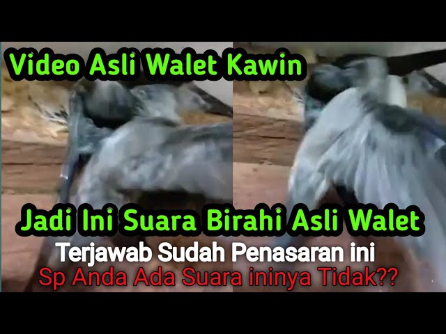 Video Asli Walet Kawin Beserta Suara Walet Asli Birahi class=