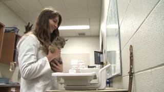 Dr. Cairo Parker, WCVM graduate