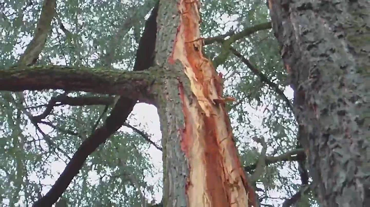 Tree that was struck by Lightning (carnage)