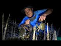 Part 1 -  Nakahuli kami ng Alimango or Mangrove Crabs | Catch & Cook