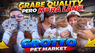ANG DAMING RARE AT QUALITY NA PUSA! ANG MGA DOGS MURA LANG! Grotto Pet Market Dogs, Cats and Birds
