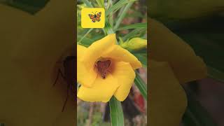 world most beautiful flower and butterfly 🦋.. #song #viral #butterfly #video