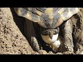 Deposizione delle Uova della Testudo Hermanni: Un Momento Unico