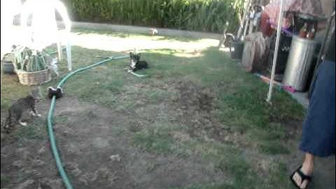 June bug on a string