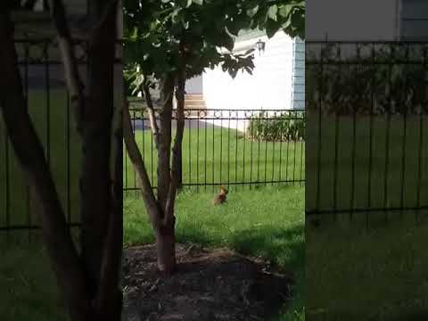 Зайчики не все трусишки....